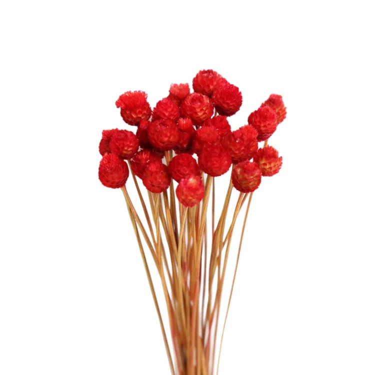 Оптовая продажа сушеных звездных цветов миниатюрные дикие соломки цветок хризантемы Бразильская Маргаритка бразильский счастливый