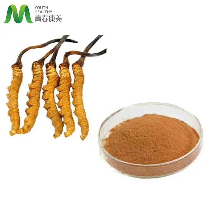 Cordyceps Mycelium Powder Polysaccharide Cordyceps Sinensis Extract powder Organic Cordyceps Mushroom Extract