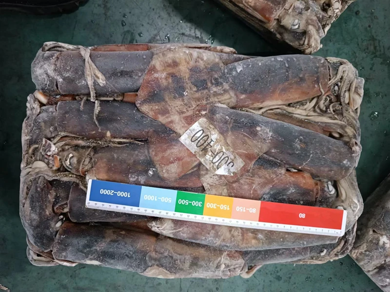 Good Quality Seafood Equatorial Squid 15kg Bag Packing BQF Frozen Gigas Equator Squid