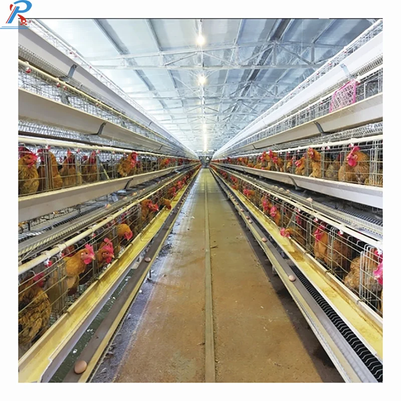 Prefab Chicken Farm Steel Structure Poultry Farm And Layer Hen House Chicken Broiler Shed