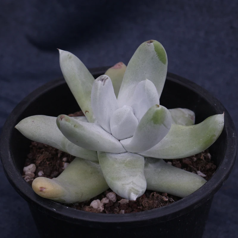 
Dudleya brittonii big Live succulent plants natural indoor for desk China plant farm 