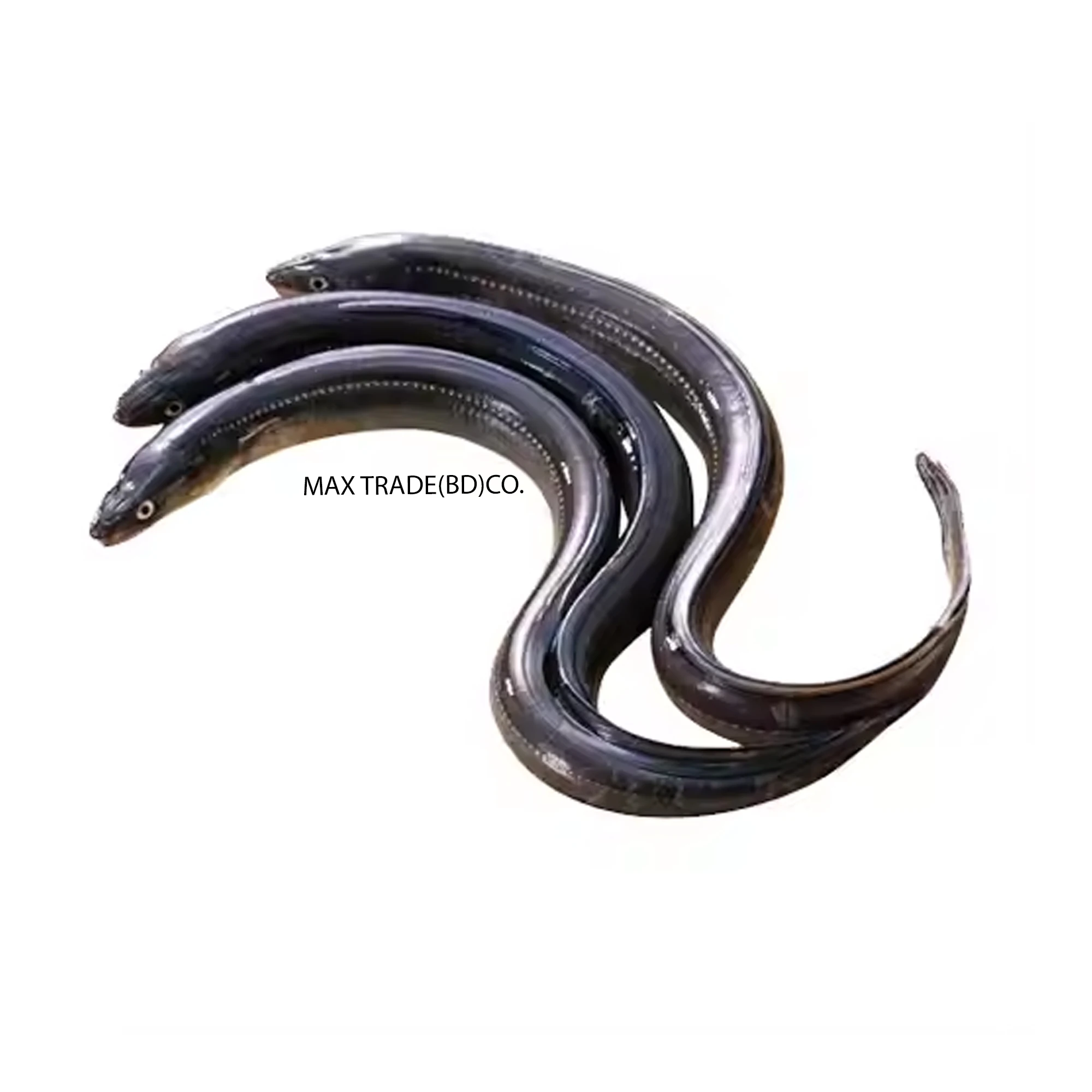 Top Selling Cheap Price Supplier From Bangladesh Frozen Yellow Conger Eel Seafood Fish At Wholesale Price With Fast Shipping