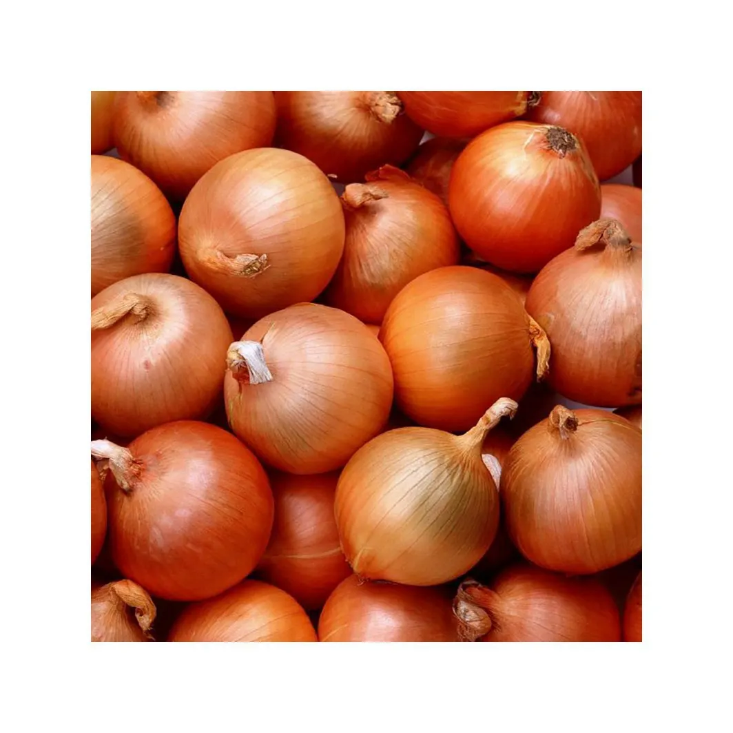 Custom High Quality Organic Healthy Pricelist Export Chinese Onion