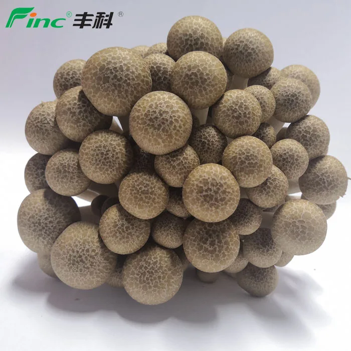 
2019 All Year Round Supplied High Nutrition Fresh Mushrooms Mushroom 
