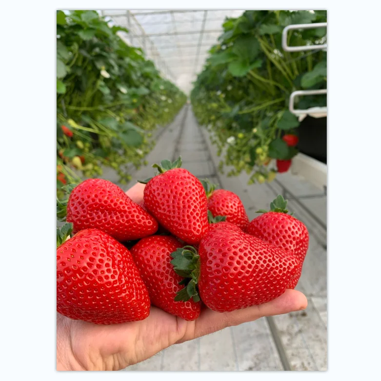 Good Flavor Red Strawberry Seeds for Sale