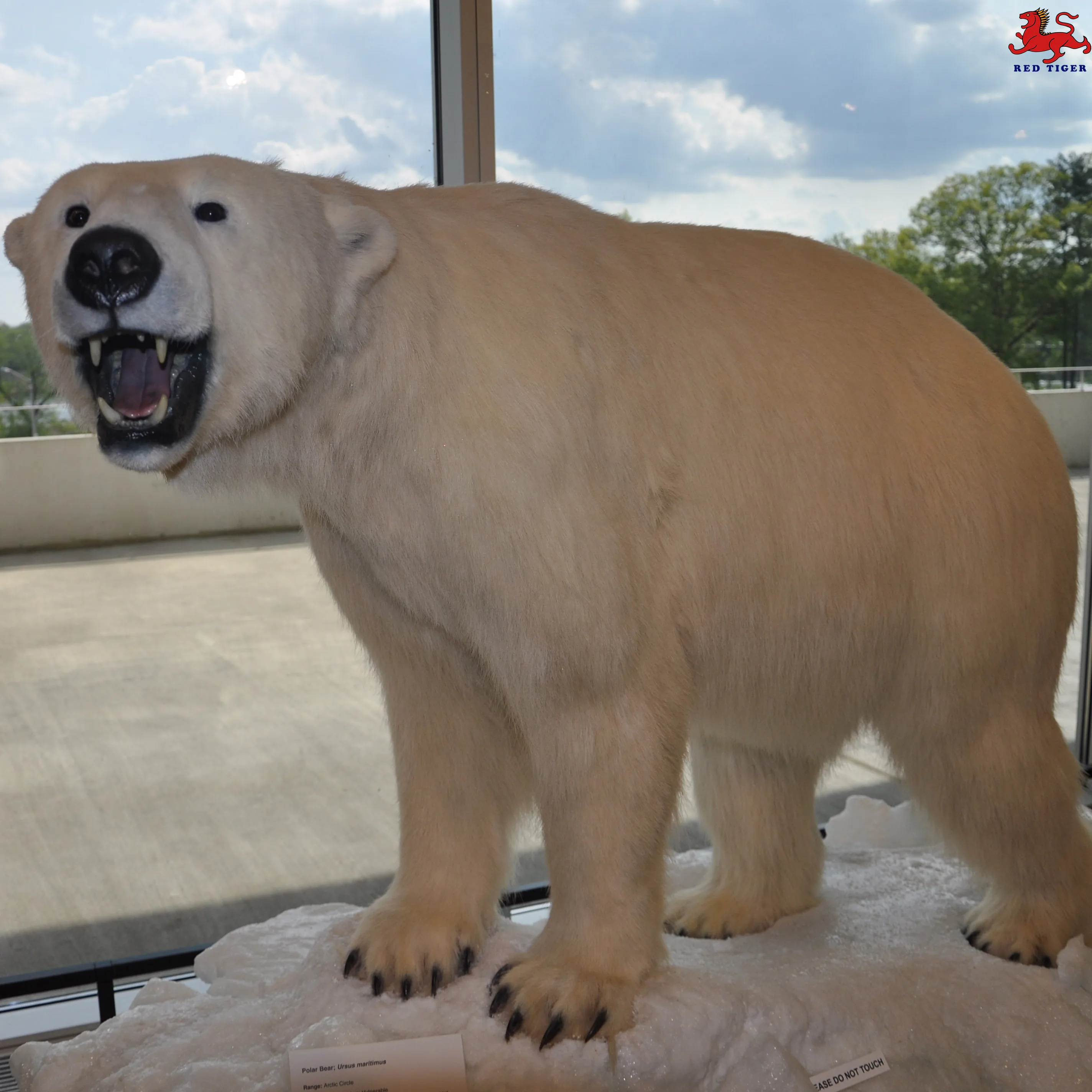 Realistic Simulation Animatronic Life Size Animal Model For Hiring Events&Party