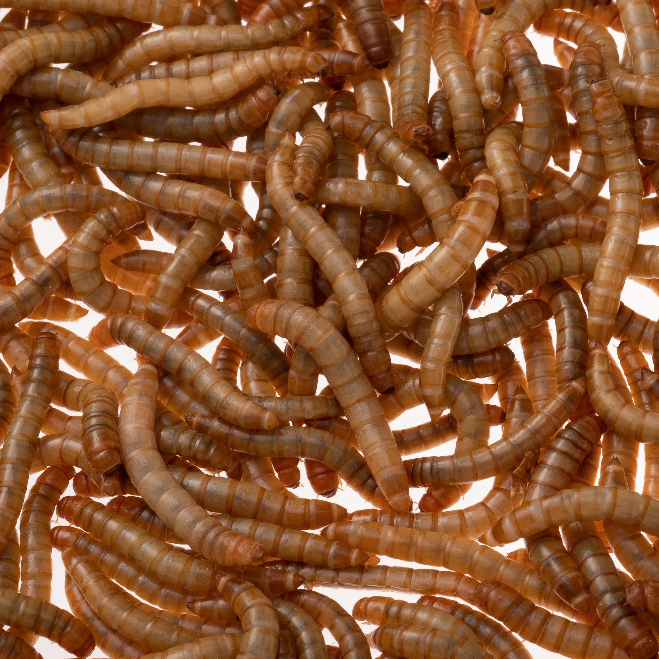 Dried Mealworms From Factory