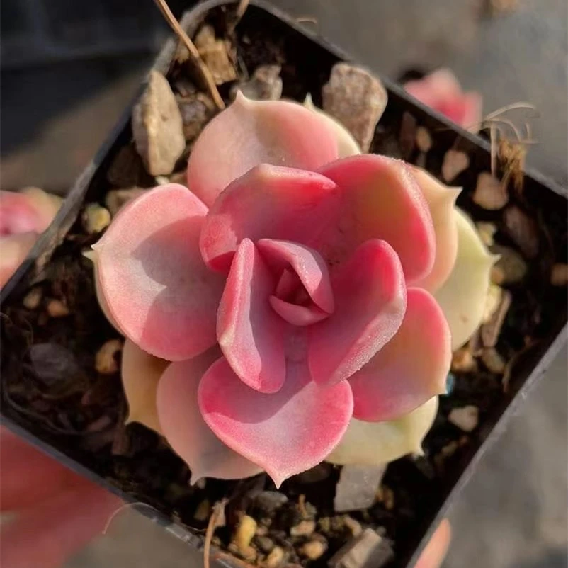 
Rainbow Succulent mixed box wholesale natural plant cactus succulent pot Korea Succulent Plants 