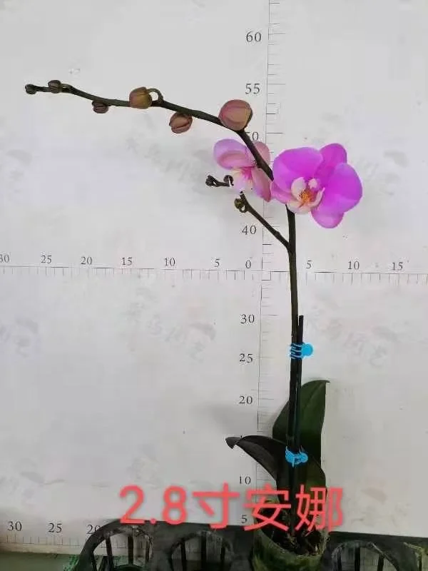 Живое растение цветок орхидеи