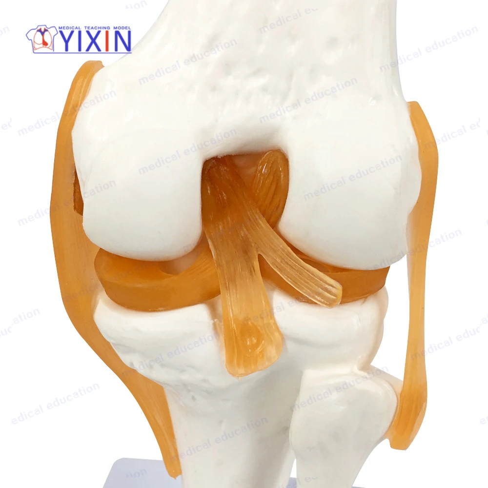 
Human Knee Joint Skeleton Model with Ligament Function Model for Medical Learning 