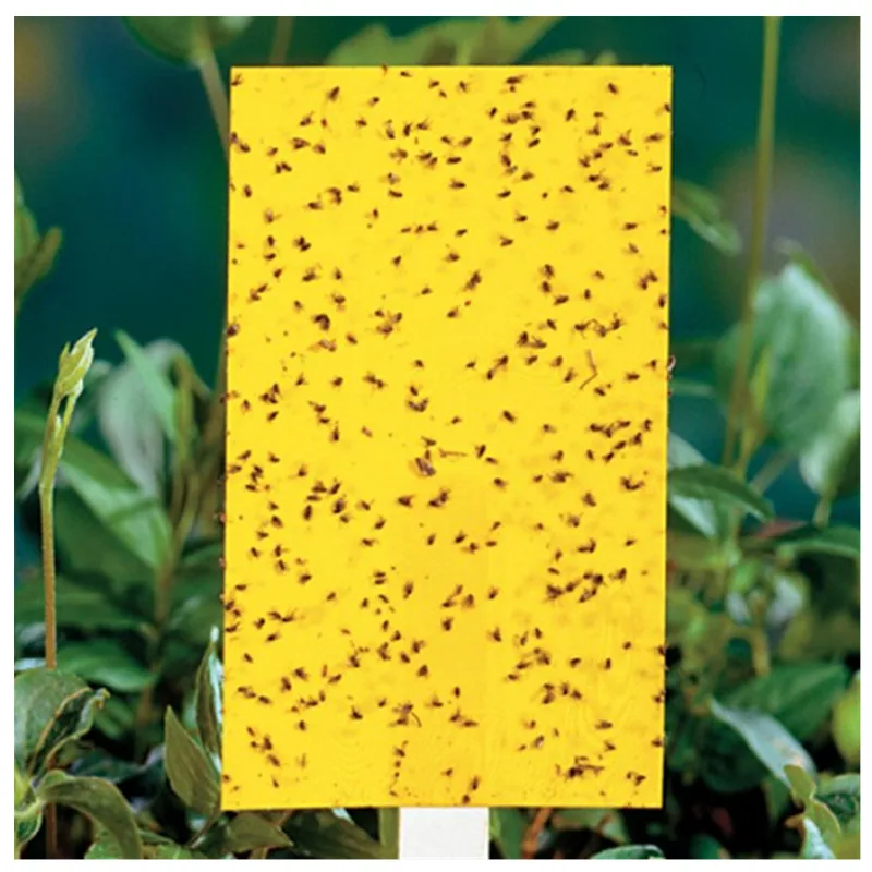 fly glue trap anti moustique aphids white flies fruit fly catcher