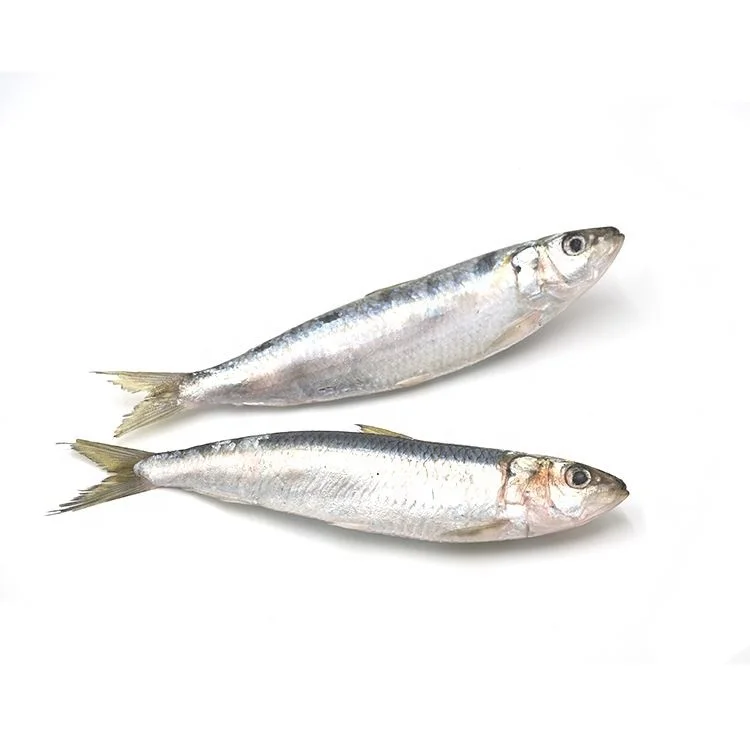 Frozen Sardine For Bait Wholesale Price