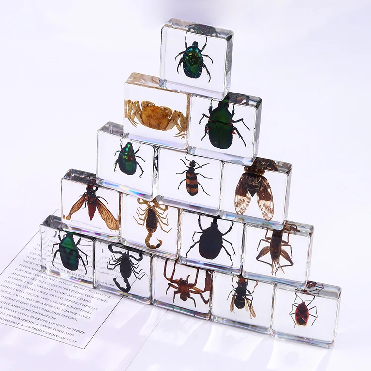 New square resin insect book town student teaching aids animal specimens amber handicraft ornaments