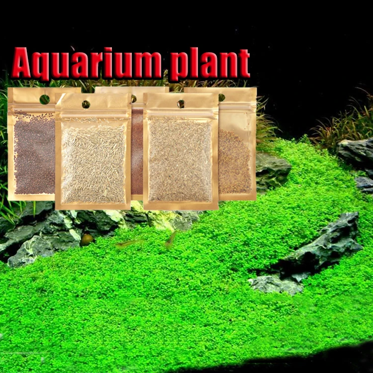 Quality Aquarium Aquatic Plants Aquarium Real Aquatic Plants