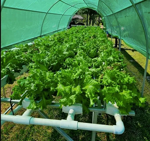 Hydroponics Systems Vertical Grow Nft Channel Growing System Hydroponics System Kit