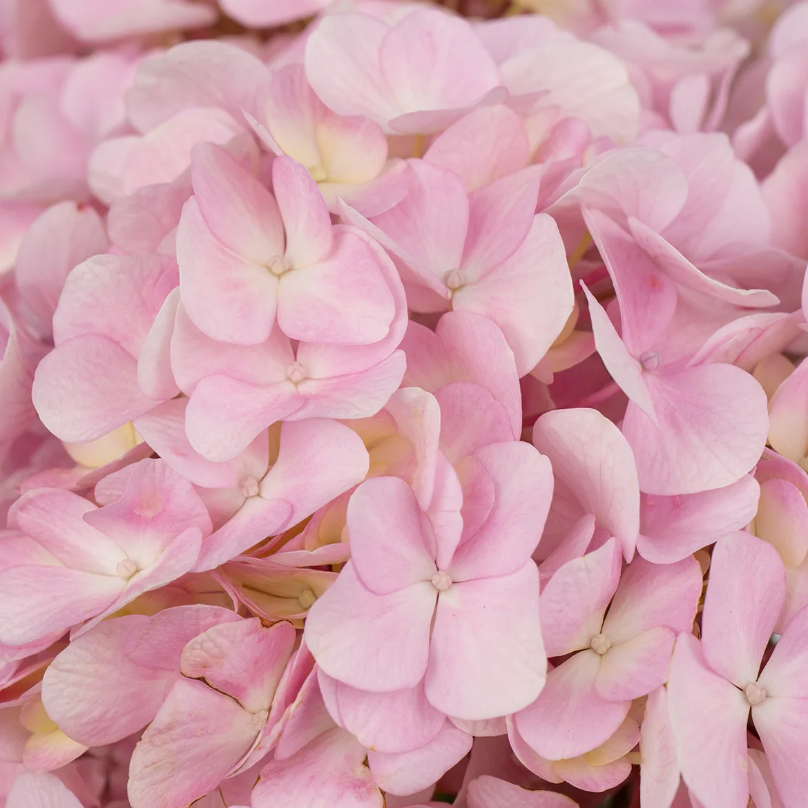 Wholesale Beautiful Fresh Cut Hydrangea Flowers for Weddings Home Office Decoration
