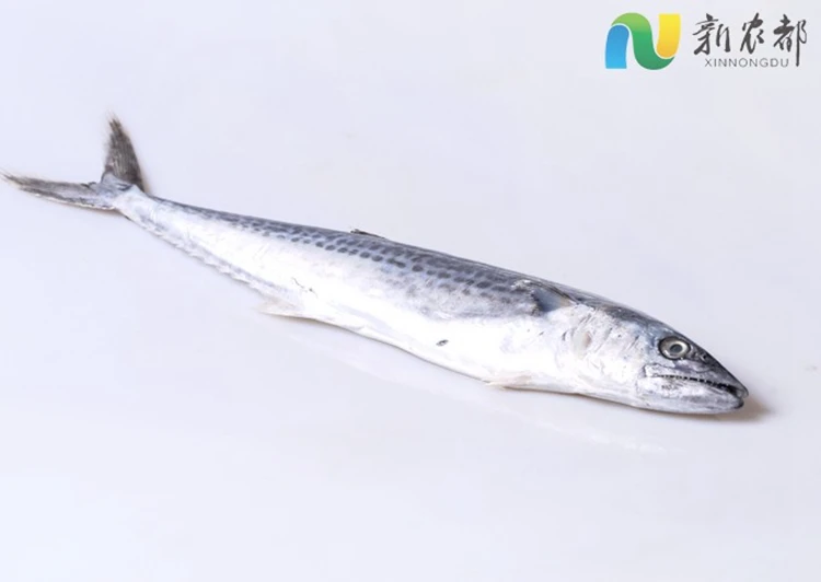 Attractive Price New Type Wholesale Seafood Spanish Mackerel Chilled Fresh Food Frozen Fish