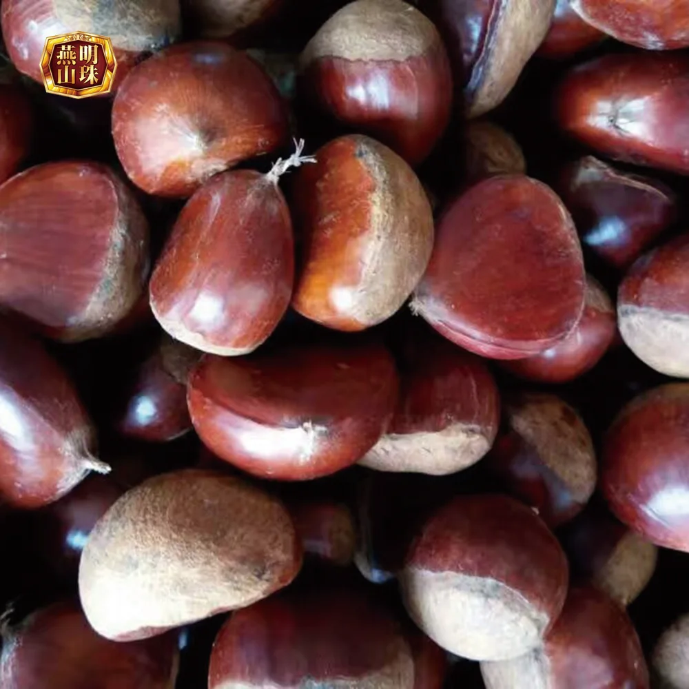 Fresh Sweet Yanshan Organic Chestnut With Shell