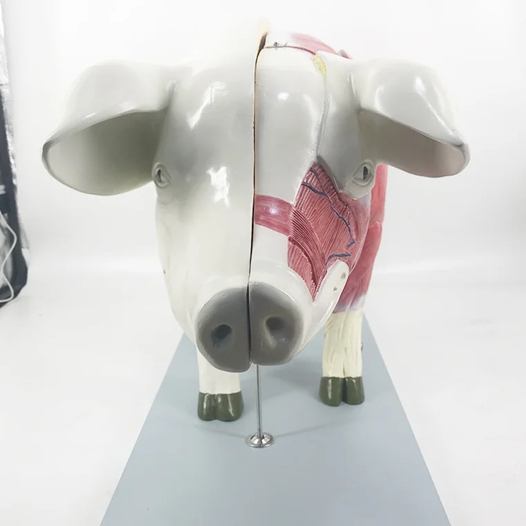 YA/B029 Pig Anatomical Model of Muscle Structure and Internal Organs Anatomical Morphology for Natural Size Education