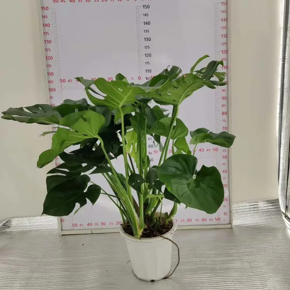 Indoor and outdoor decorative Plant seedlings Monstera