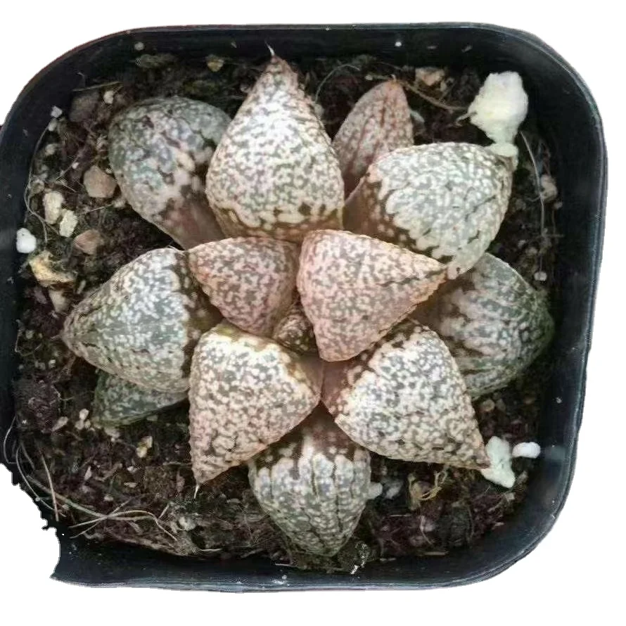 6.5cm Pot Live Plant  Haworthia emelyae Indoor plants
