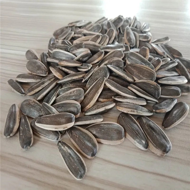 2022 new crop china sunflower seeds type 361 inner mongolia factory