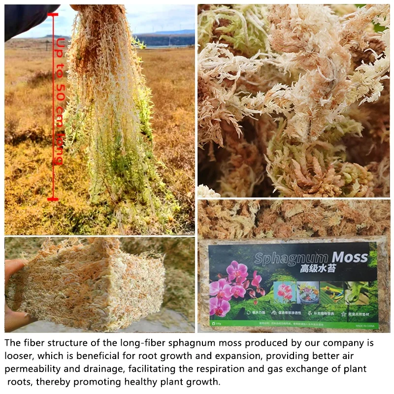 High Quality Eco-Friendly Orchid Planting Sphagnum Moss Long Fiber Clean Sphagnum Moss For Rooting Plants