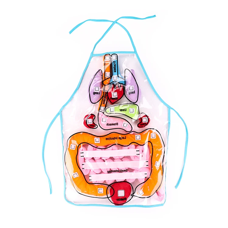 Factory Direct Supply Body Learning Organs Apron Toy Sensorial Kids Teaching Assistant Other Educational Toys