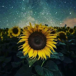 Flowers Paintings Wall Art Canvas Painting 5d Full Square Diamond Painting Kits