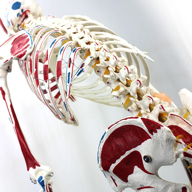 Lab Teaching Models 170cm Human Muscula Skeleton Models with Ligament of PVC