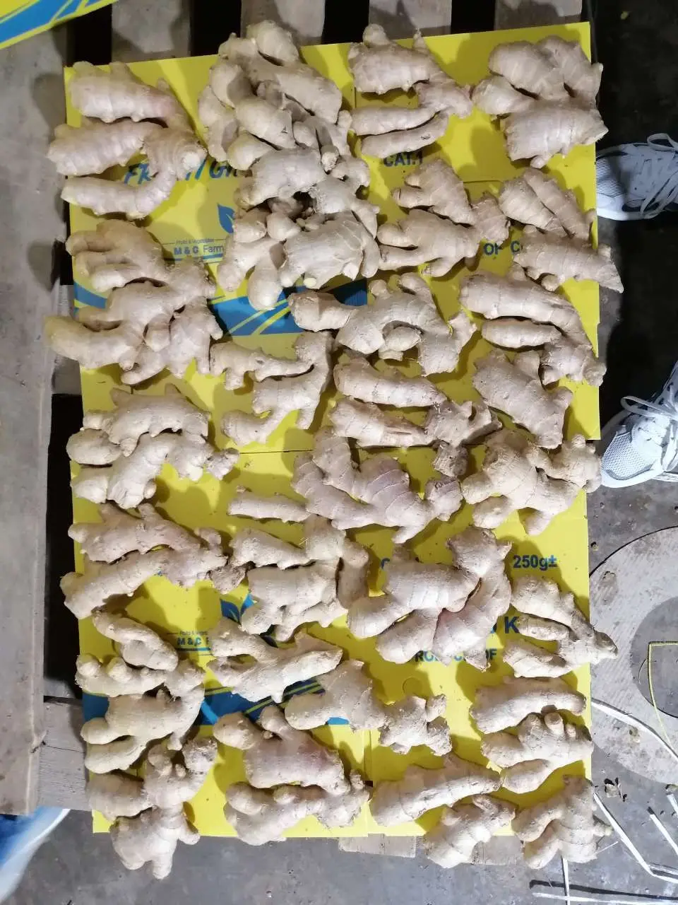 Sinofarm  2022 Hot Sale China Dry ginger root New Crop Chinese Fresh Ginger For Export from Shandong China