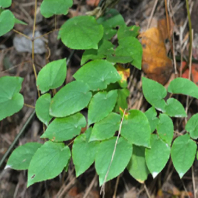 Оптовая продажа чистый Icariin оптовая цена экстракт Epimedium порошок икариина 98%