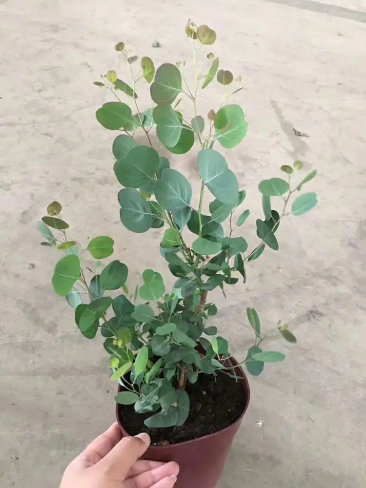 
wholesale indoor ornamental natural plant Eucalyptus robusta 