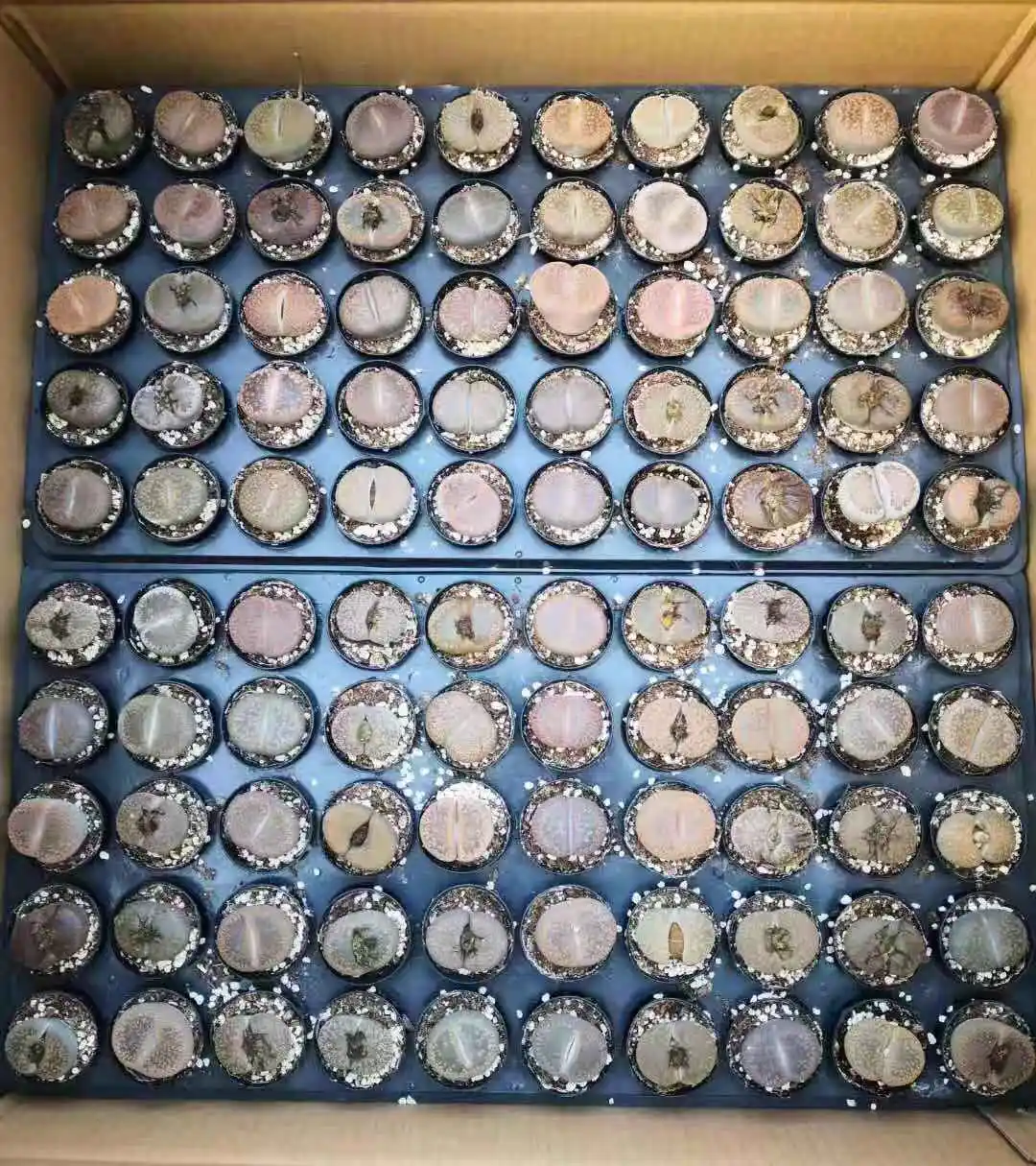 Оптовая продажа, мини-литопс, кактус, мини-украшение для помещений, lesliei lithops