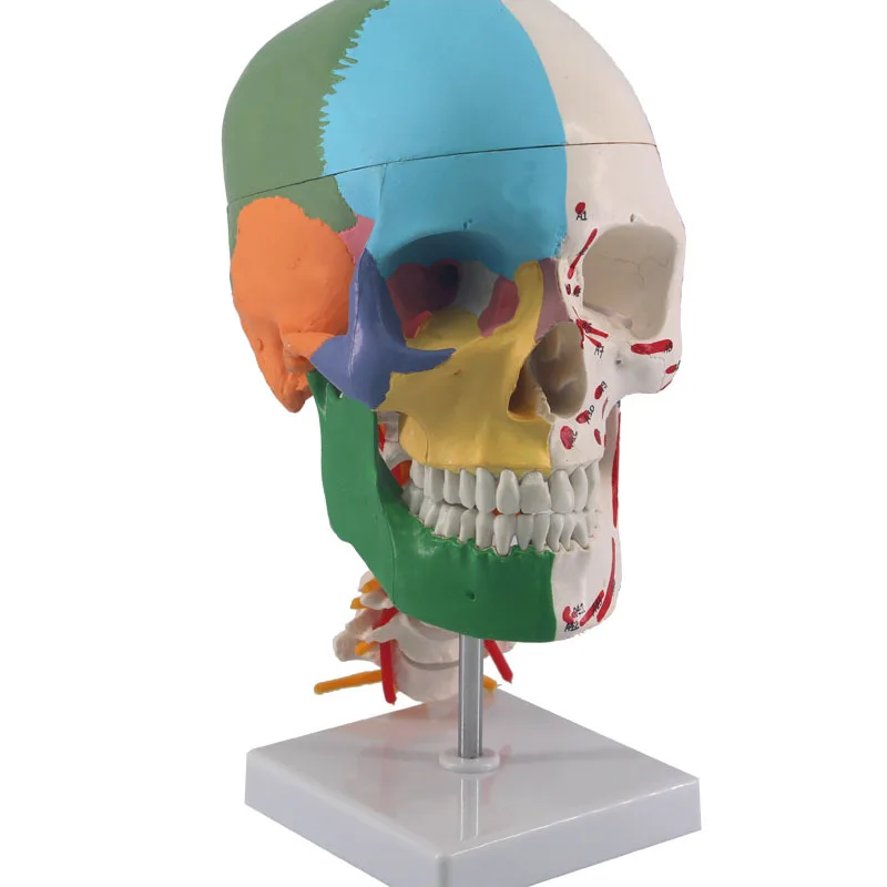 Multifunction Human skull with cervical spine model Skull and seven cervical vertebrae