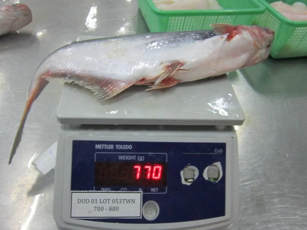 Замороженная рыба свежие экспортные морепродукты цена на рыбу баса выпотрошенная 600-800 г замороженного пангасиуса