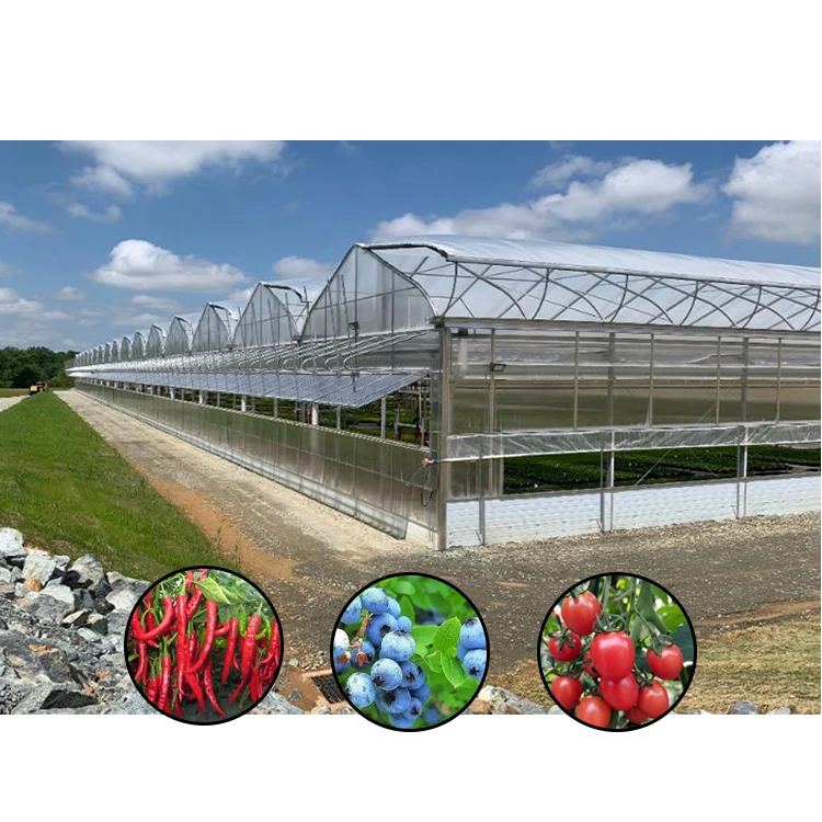 Galvanized Steel Frame Single Span Pe Film Greenhouse for Agriculture Low Cost Tunnel Greenhouse for Flowers Plant