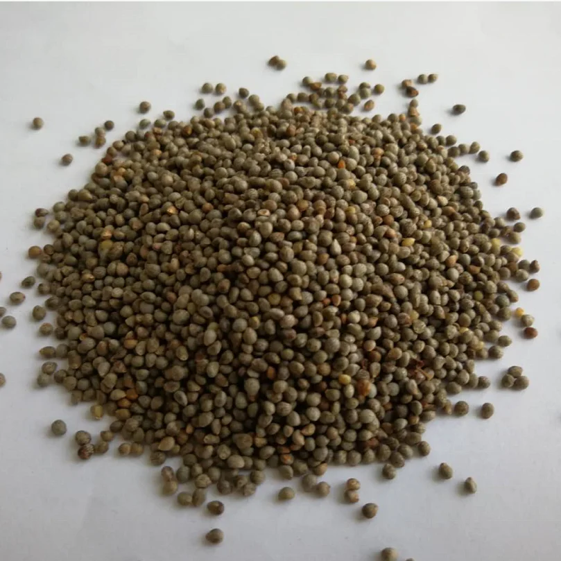 Семена коричневой периллы для птиц