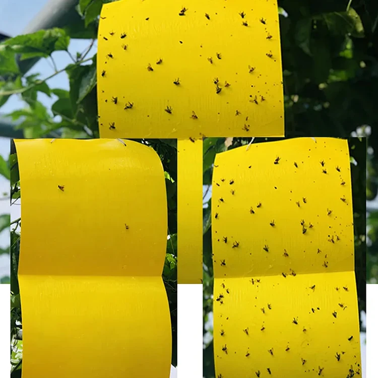Оптовая продажа из Китая липкая клейкая бумага для метил-энгенола нетоксичный натуральный водонепроницаемый безопасный детей