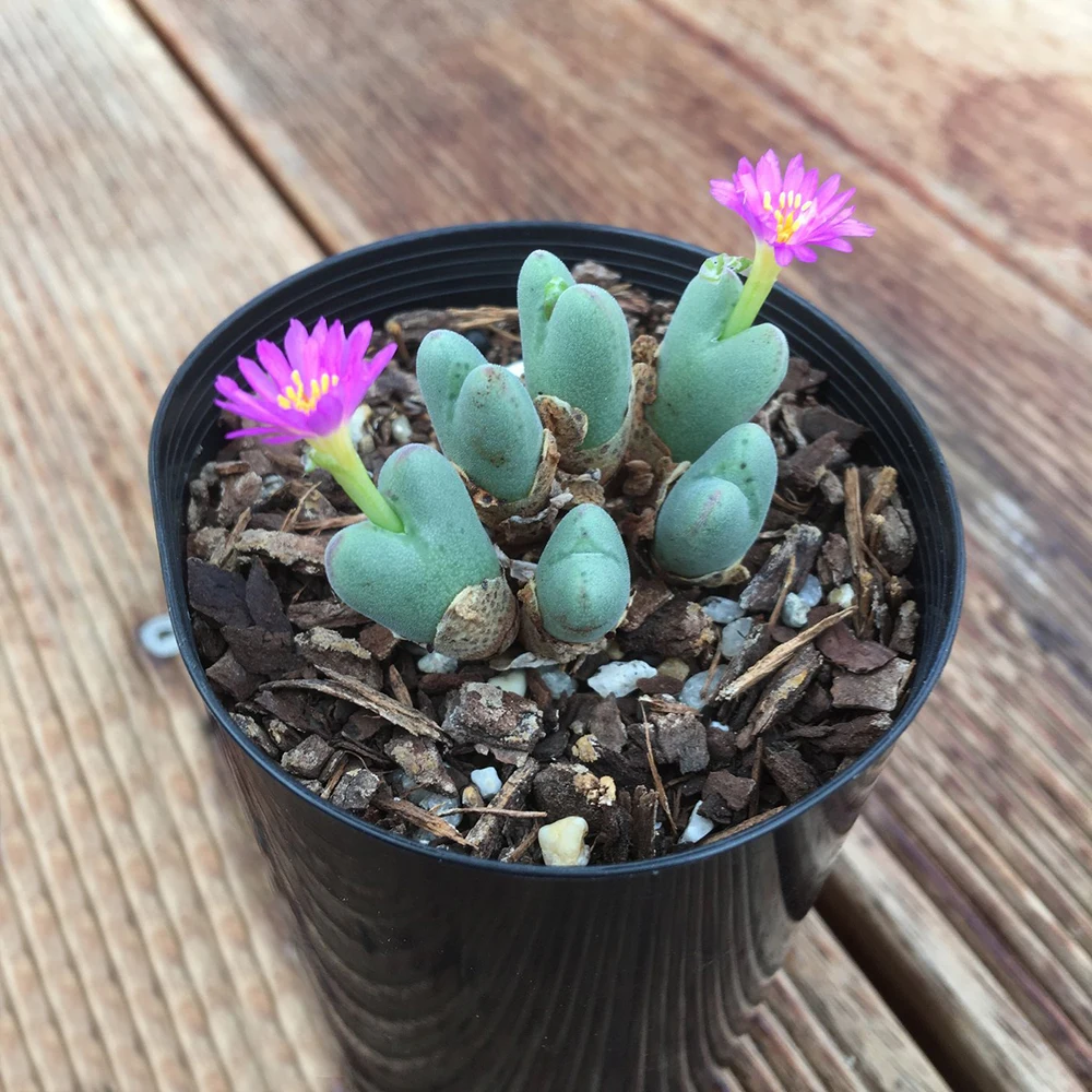 Оптовая продажа средние суккулентные растения живые камни Conophytum gracilistylum фиолетовый цветок для растений