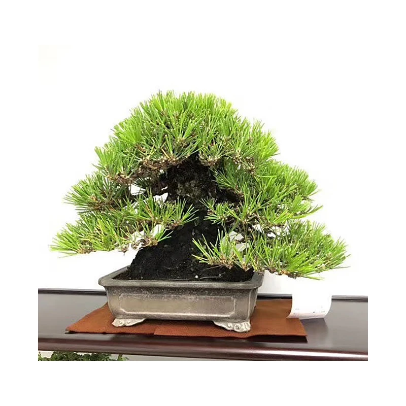 High glade Japan Bonsai Tree For Beginners