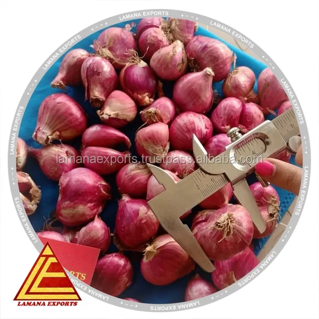 Hybrid Podisu Onion for Export Vietnam Malaysia Singapore 20mm Above Fresh Non-peeled COMMON Round Liliaceous Vegetabless