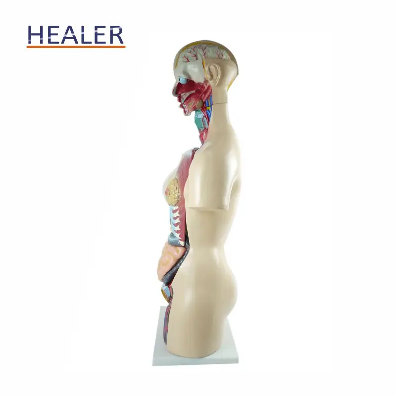 Human Half Body Manikin Organ Teaching Model, Anatomical Human Body Torso Anatomy Model