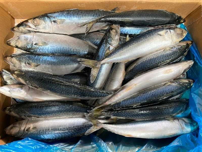 Frozen Seafood Pacific Mackerel Whole Round Fish 400 600g For Buyers In Price
