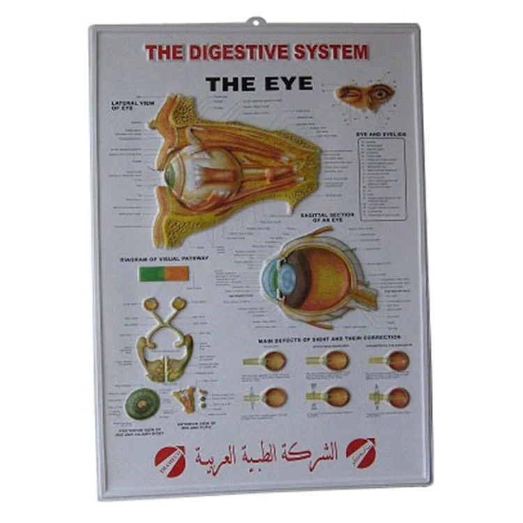 Medicine adverting custom medical charts 3d embossed dental medical poster tooth anatomical model