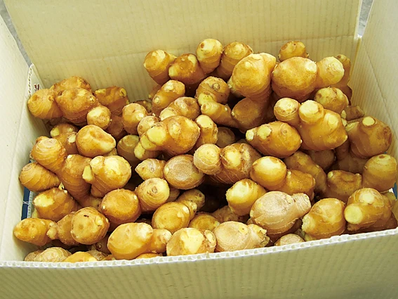 2021 new crop Air Dry Ginger exporter to  Europe/Russia