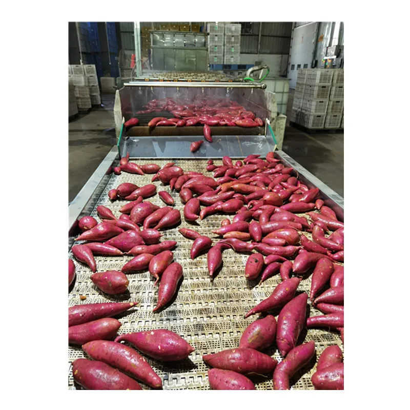 Wholesale high-end big sweet potato sugar heart  2021 healthy agricultural products delicious sweet potato