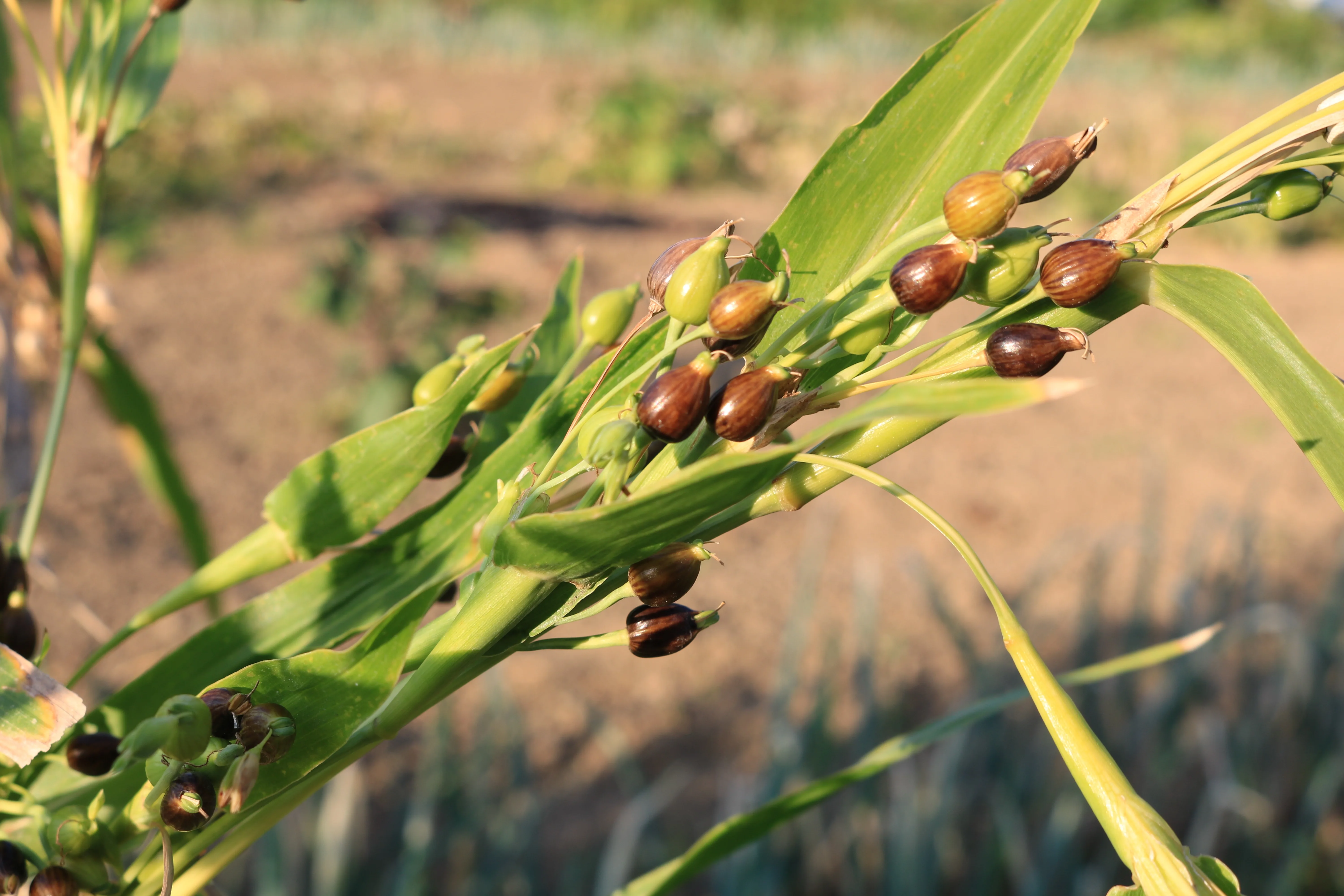 Japanese tea hot sale grain barley packaging loose leaf asian flavors tea