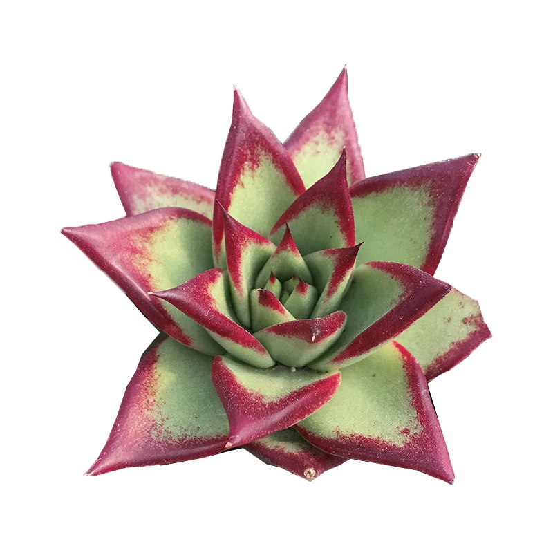 
live plants Wholesale assorted live succulent plants woody plants rare succulent suitable for living room decoration 