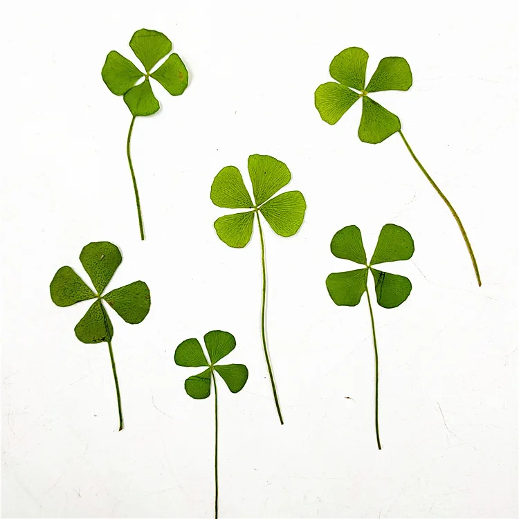 I612 Four-leaf Clover Real Leaves Dried Flowers Embossed Table Lamps Flower Make up Materials